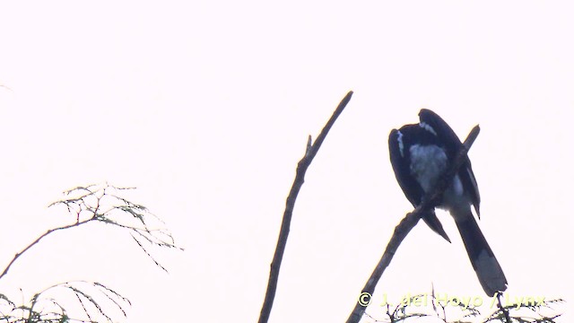 Schreihornvogel (fistulator) - ML201478861