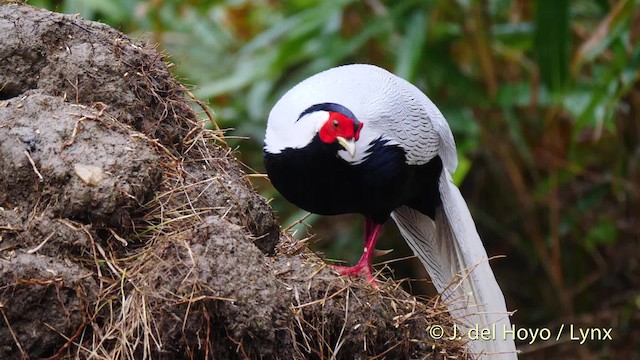 Silver Pheasant - ML201478941