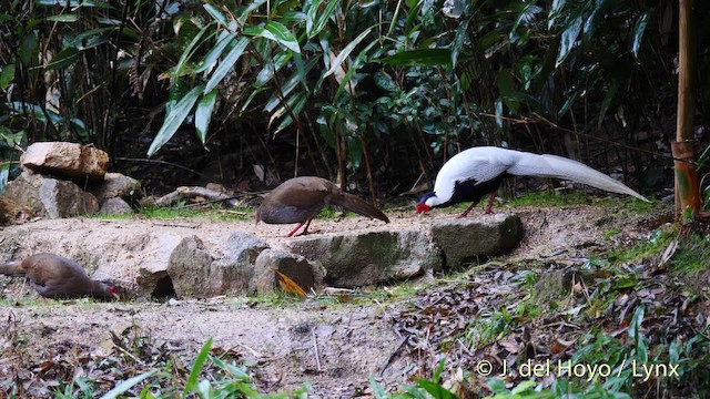 Silver Pheasant - ML201478961