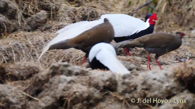 Silver Pheasant - ML201478971