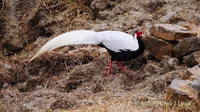 Silver Pheasant - ML201478981