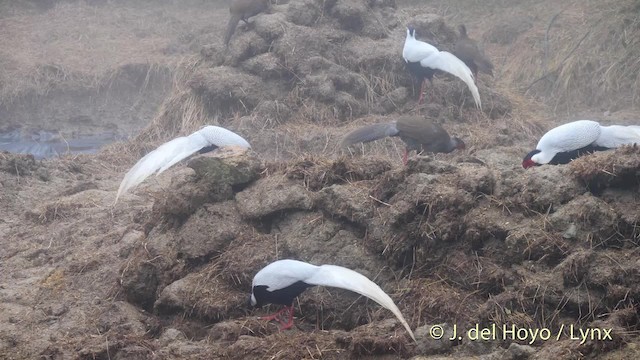 Silver Pheasant - ML201478991