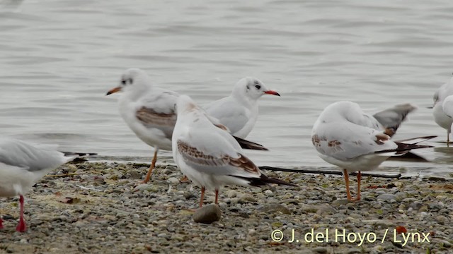 Black-headed Gull - ML201479091