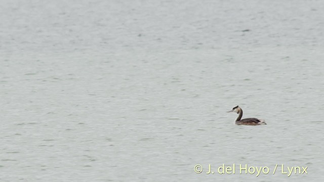 Murgil handia - ML201479101