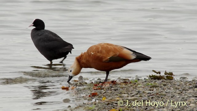 Ruddy Shelduck - ML201479111