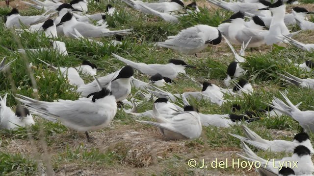 Sandwich Tern (Eurasian) - ML201479241