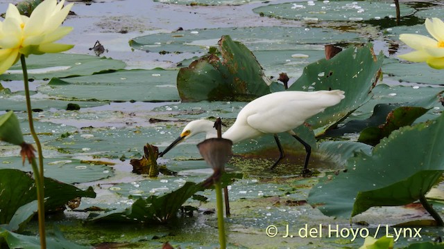 Snowy Egret - ML201479331