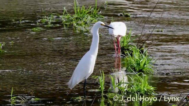 Aigrette neigeuse - ML201479351