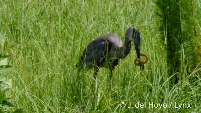 Garza Azulada (grupo herodias) - ML201479361