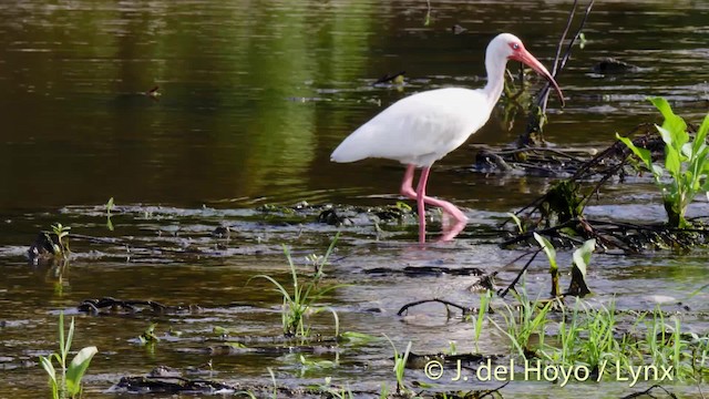 ibis bílý - ML201479371