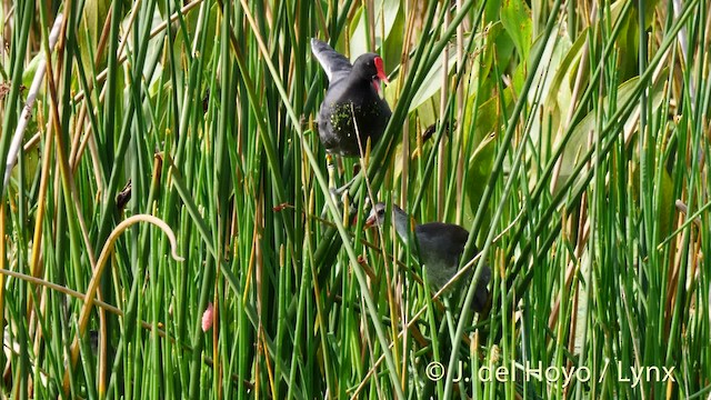 Common Gallinule (American) - ML201479381