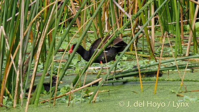 Gallinule d'Amérique (groupe galeata) - ML201479391