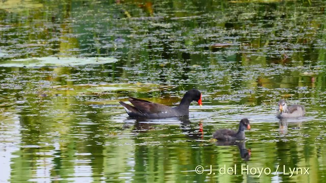 Gallinule d'Amérique (groupe galeata) - ML201479401