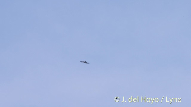 Mississippi Kite - ML201479411