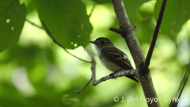 Acadian Flycatcher - ML201479421