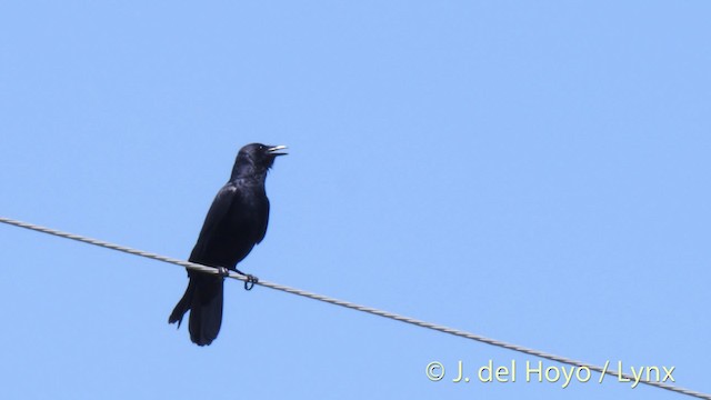 Fish Crow - ML201479441