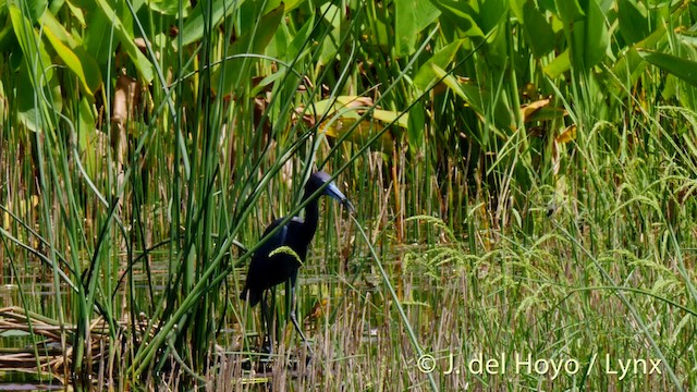 Little Blue Heron - ML201479461