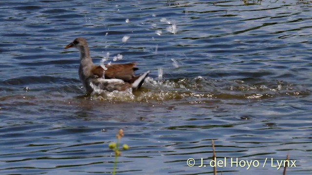 Common Gallinule (American) - ML201479471