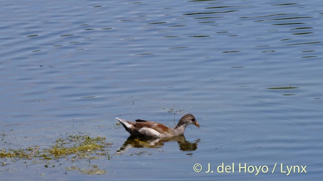 Common Gallinule (American) - ML201479481