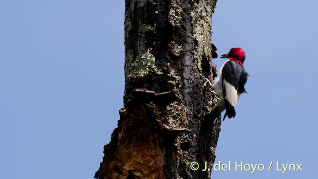 Red-headed Woodpecker - ML201479511