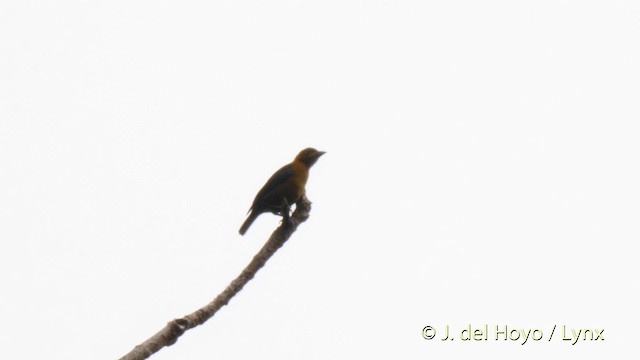 Yellow-mantled Weaver - ML201479571