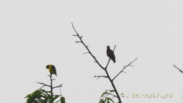 Yellow-mantled Weaver - ML201479581