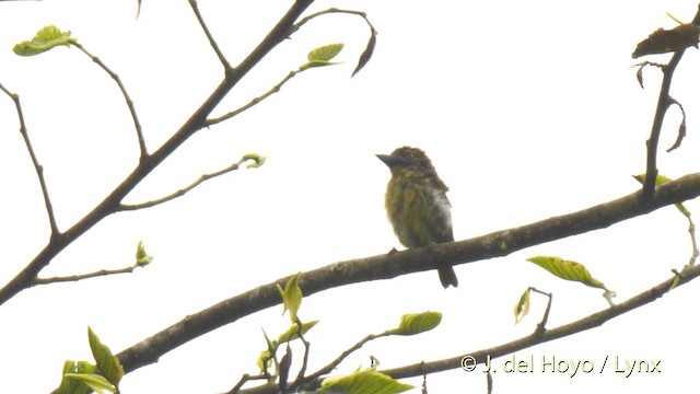 Barbion grivelé - ML201479611