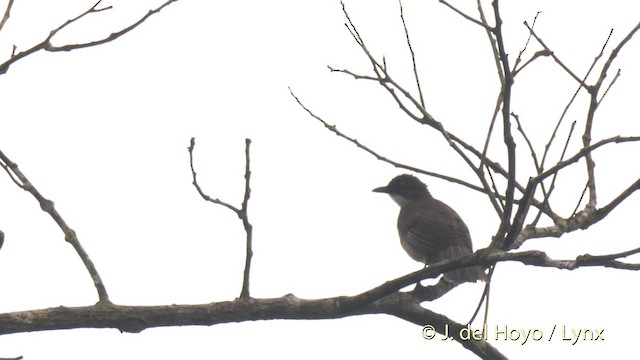 Simple Greenbul - ML201479621