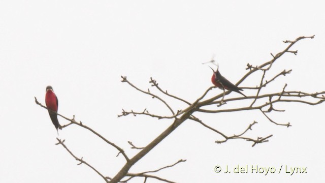 Rosy Bee-eater - ML201479651