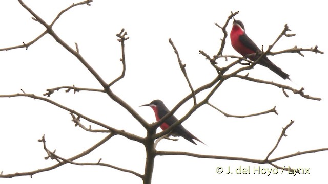 Rosy Bee-eater - ML201479671