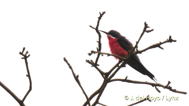 Rosy Bee-eater - ML201479681