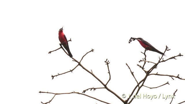 Rosy Bee-eater - ML201479691