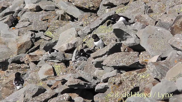 Dovekie - ML201479711