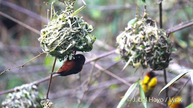 Chestnut-and-black Weaver - ML201479771