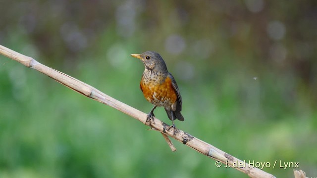 Black-breasted Thrush - ML201479791