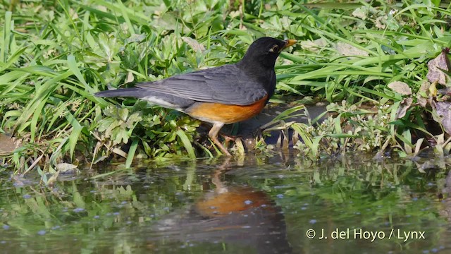 Black-breasted Thrush - ML201479811