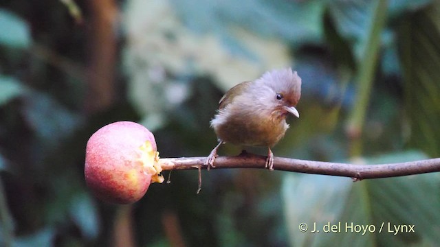 Rusty-fronted Barwing - ML201479831