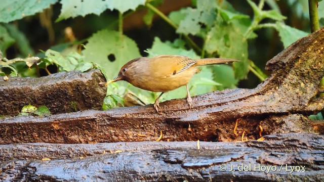 Rusty-fronted Barwing - ML201479841