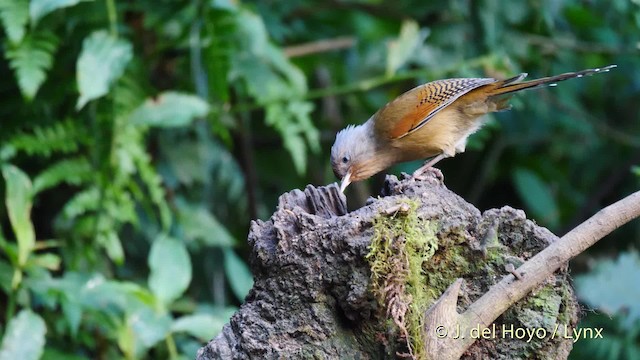 Rusty-fronted Barwing - ML201479851