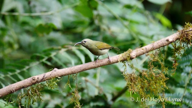 Schwarzkehl-Nektarvogel - ML201479861