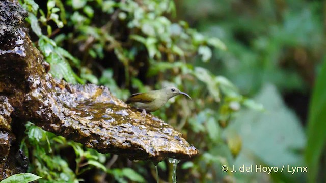 Black-throated Sunbird - ML201479881