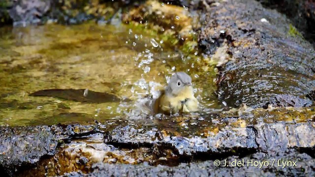 yunnanfulvetta - ML201479891