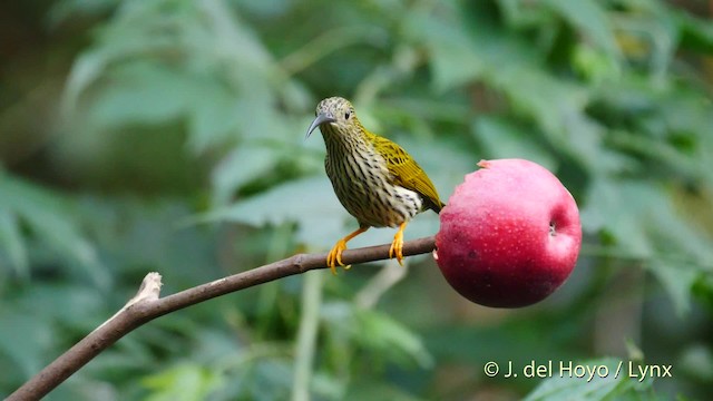 Streaked Spiderhunter - ML201479921