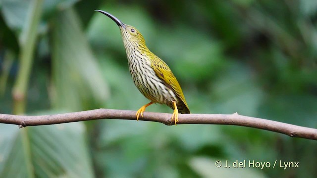 Streaked Spiderhunter - ML201479951