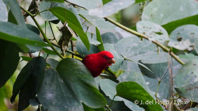 Camachuelo Escarlata - ML201479971