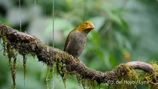 Camachuelo Escarlata - ML201479981