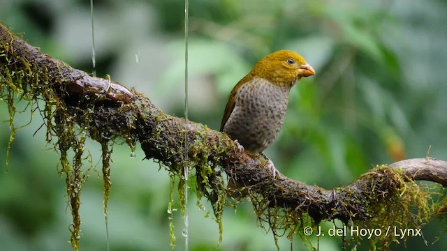 Camachuelo Escarlata - ML201480001