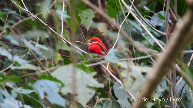 Camachuelo Escarlata - ML201480011