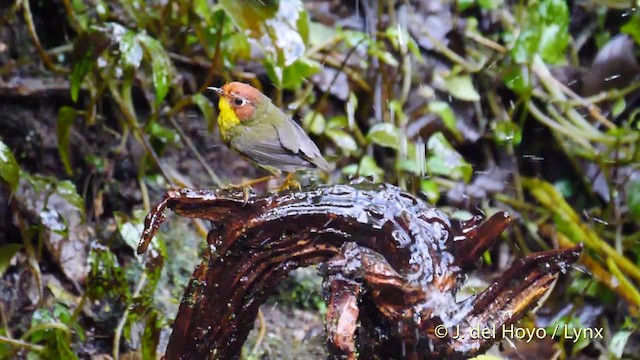 Chestnut-headed Tesia - ML201480021