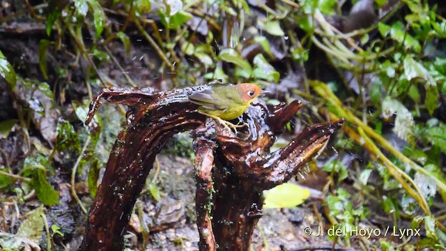 クリガシラコビトサザイ - ML201480031